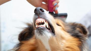 How to Groom Your Dog at Home Without Traumatizing Them