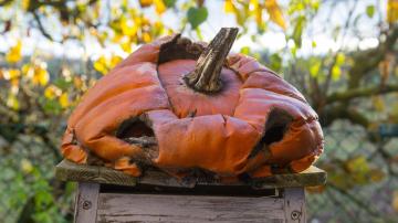 Stop Throwing Your Rotting Pumpkins in the Trash (and Do This Instead)