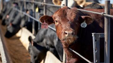 Unhappy with prices, ranchers look to build own meat plants