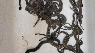More than 90 snakes found under Northern California home