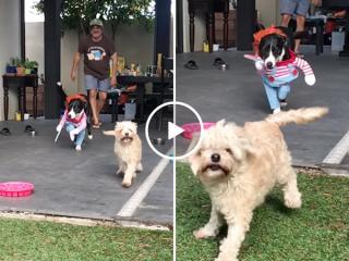 Dog dressed as Chucky chasing his friend is both cute and terrifying (Video)