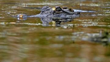 Louisiana gators thrive, so farmers' return quota may drop
