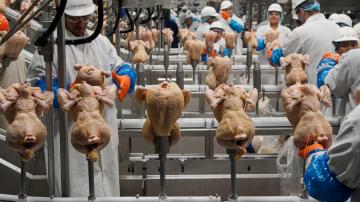 USDA rethinks approach to controlling salmonella in poultry