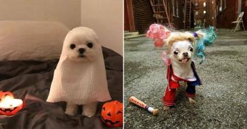 Hilarious Howl-oween pet costumes (34 Photos)