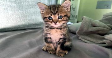 ‘Illegally Smol’ kittens are bringing us pure, unadulterated joy (34 Photos)