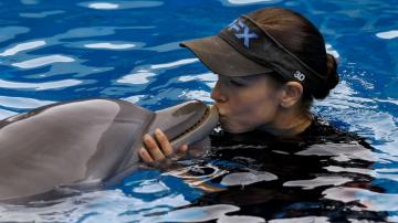 'Dolphin Tale' fans mourn death of film's star Winter at 16