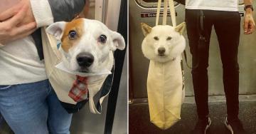 These aren’t just any dogs, they’re bag dogs (30 Photos)