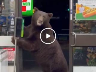 Looking for the bear necessities (Video)