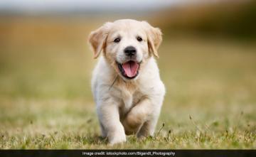 Fed With "Food Laced With Poison", 5 Puppies Die In Kolkata: Police