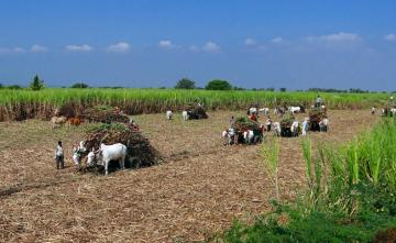 PM Says 3 Farm Laws To Be Repealed