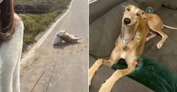 The derp is strong with these dogs (30 Photos)
