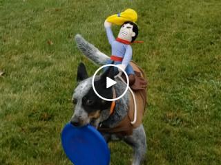 Giddy up! A mini cowboy finds a new ride (Video)