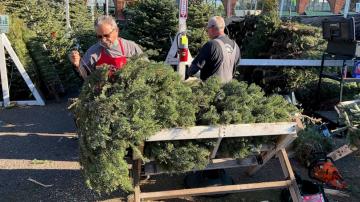 Christmas tree buyers face reduced supplies, higher prices