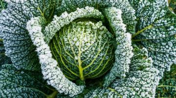 Plant These Veggies to Create a Winter Garden