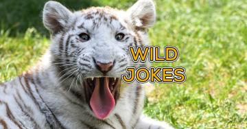 Wild jokes from adorable animals (18 Photos)