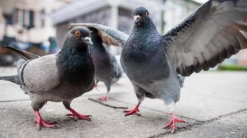 How to Get Rid of a Bunch of Jerk Pigeons