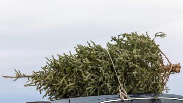 How to (Legally) Cut Down Your Own Christmas Tree in a National Forest