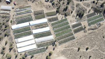 Awash in illegal pot farms, Oregon plans millions for relief