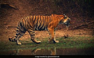 On Death Of 126 Tigers In 2021, Environment Ministry's Reply