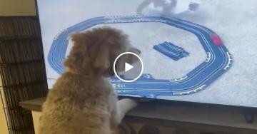 The only thing better than ONE dog on TV is a dog WATCHING TV! (Video)