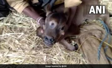 "Incarnation Of God": Chhattisgarh Villagers On Newly-Born 3-Eyed Calf