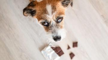 What to Do If Your Dog Eats Chocolate