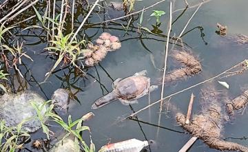 Dozens Of Turtles Die In Suspected Poisoning At Lake Near Mumbai