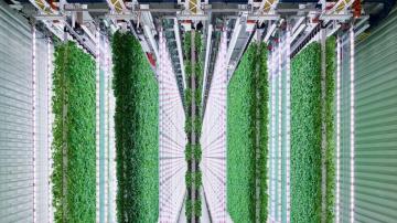Walmart invests in indoor vertical farming startup Plenty