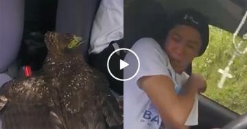 Eagle FLIES into guy’s passenger seat WHILE DRIVING
