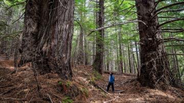 California redwood forest returned to Native American tribes