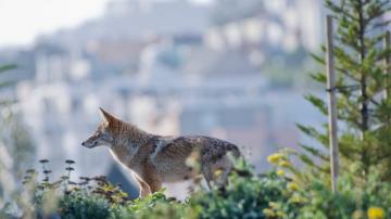 How to Keep Your Dog or Cat Safe From Coyotes