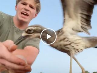 Crikey! Robert Irwin’s bird Emily has got some real anger management issues (Video)