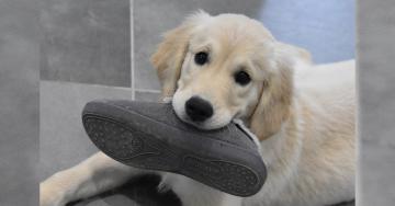 Dogs in shoes are awkward and adorable (18 GIFs)