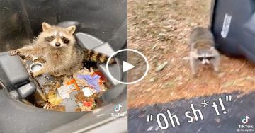 Wannabe Disney princess gets BETRAYED by raccoon she tries to help (Video)