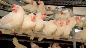 Cage-free chicken campaign scores surprising success