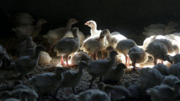 US bird flu case puts chicken, turkey farms on high alert