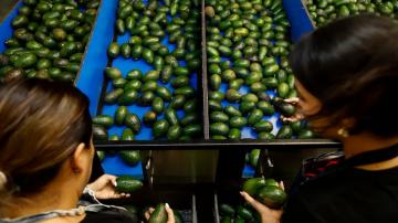 US paves way for resumption of Mexico avocado exports