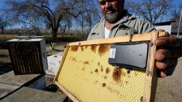 Beekeepers turn to anti-theft technology as hive thefts rise