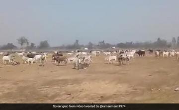 Watch: UP Farmers Release Stray Cattle Near Yogi Adityanath's Rally Venue