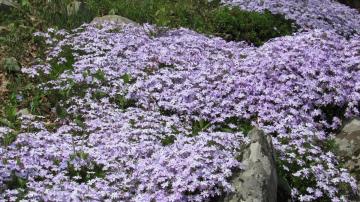 The Best Flowering Ground Covers (to Spruce Up Your Boring Grass)