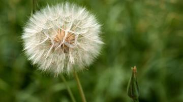 20 Weeds in Your Garden That You Really Shouldn't Kill