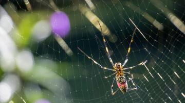 Don't Freak Out About the Giant Spiders That Will Drop From the Sky This Summer