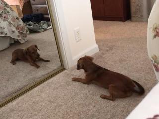 “WTF you barking at mirror dog? I’m the man of this house!” (Video)