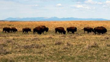 US approves bison grazing on Montana prairie amid criticism