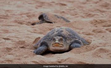 Over 10 Lakh Olive Ridley Turtles Sweep Odisha Nesting Sites