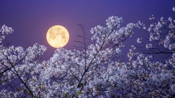 When to See April's Full Pink Moon at Peak Brilliance