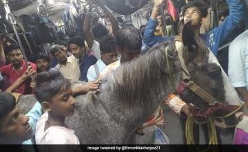 Pics Of Horse Travelling In Train Go Viral, Owner Arrested In Bengal