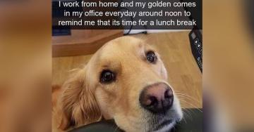 Sit and stay while I load up your bowl with these grade-A premium Dog Memes (32 photos)