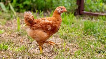 How Worried Should You Be About Avian Flu?