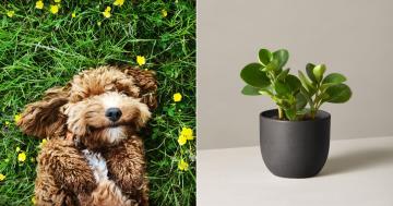 11 Nontoxic Houseplants That Are Safe For Pets